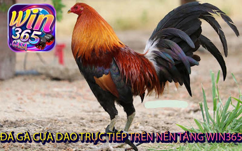 Đá Gà Cựa Dao