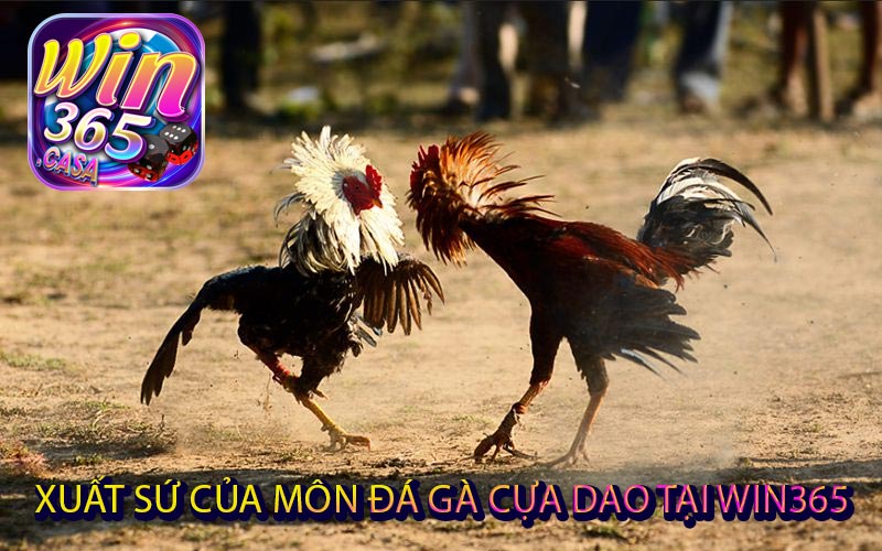 Đá gà cựa dao