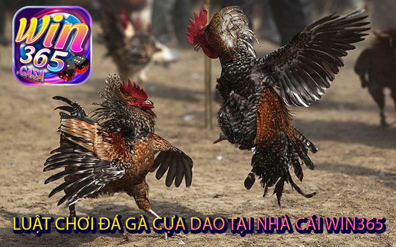 Đá gà cựa dao