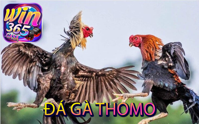 Đá gà Thomo